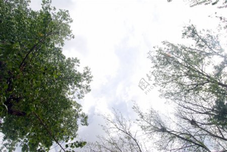 天空白云绿树图片
