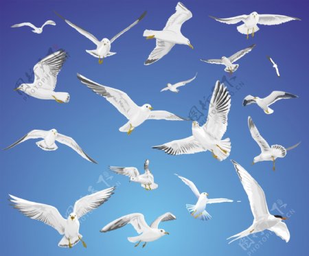 天空中自由翱翔的海鸥矢量素材
