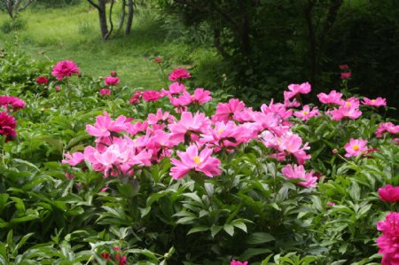 美丽又鲜艳的芍药花