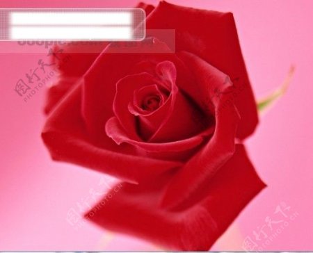 鲜花特写花的艺术浪漫爱红色的玫瑰花