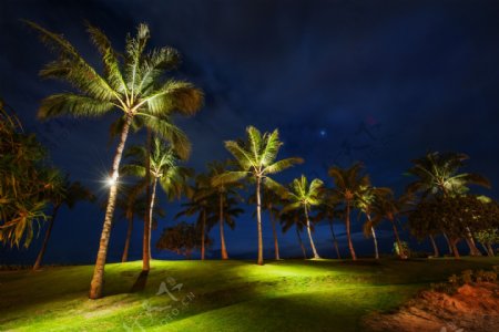 夏威夷棕榈树图片