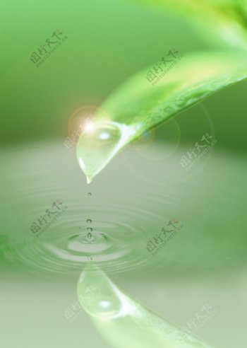水树叶水滴水纹阳光图片