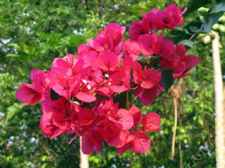 热带花卉三角梅