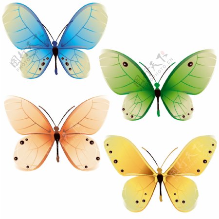4个精致的五颜六色的蝴蝶矢量集