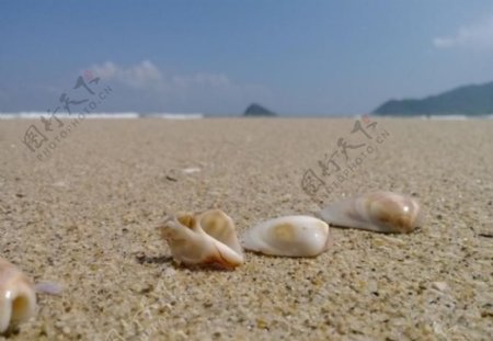 海边沙滩贝壳图片