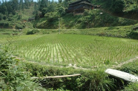 春天里的稻田图片