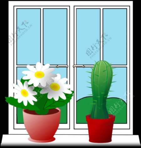 窗口的植物