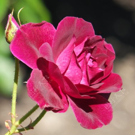 位图植物摄影写实花卉花朵玫瑰花免费素材