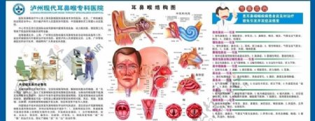 耳鼻喉剖面图图片