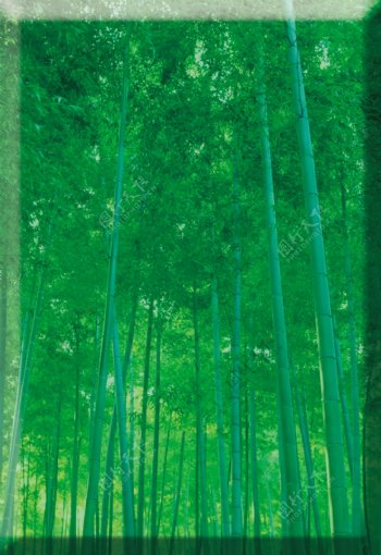 绿色竹子竹林清新小图片