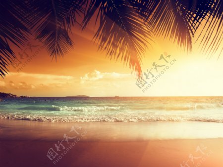 海岸椰树图片