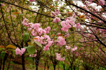 崇州樱花图片