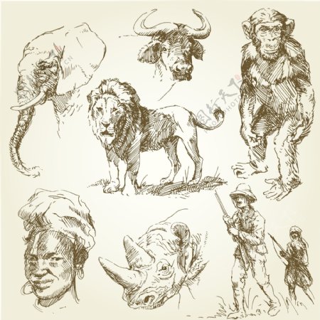 手绘动物野生动物手绘素描美术绘画