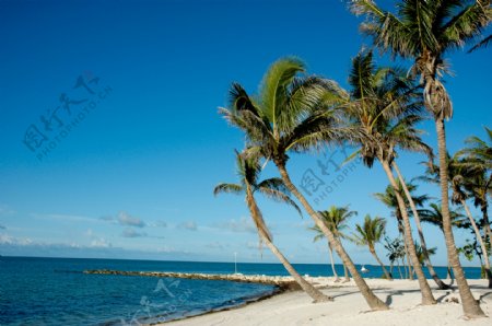 美丽的海滩椰子树图片