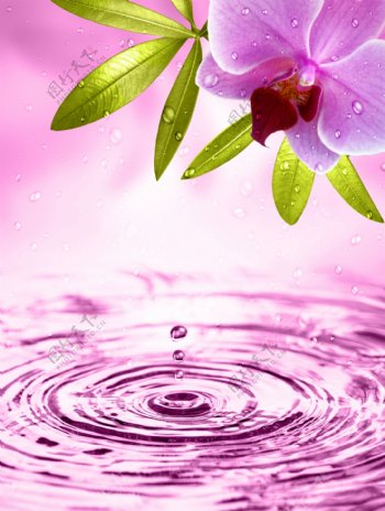 花朵与水滴高清图片