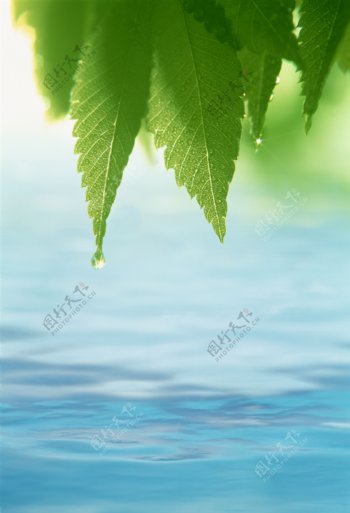 透明水绿叶