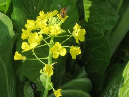 蜜蜂菜花蜜高清背景图图片