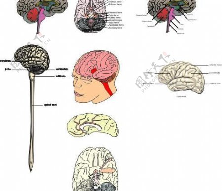 矢量人体脑部解剖图图片