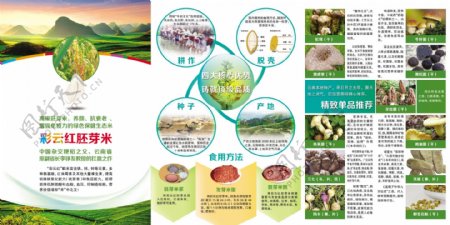 云南生态米b面图片