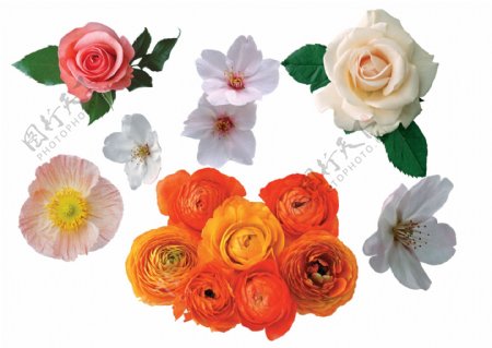 鲜花组合月季花玫瑰图片
