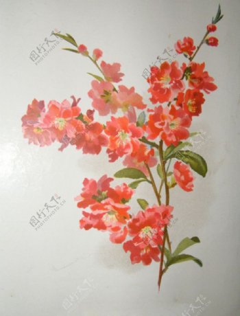 位图植物图案写意花卉花朵免费素材