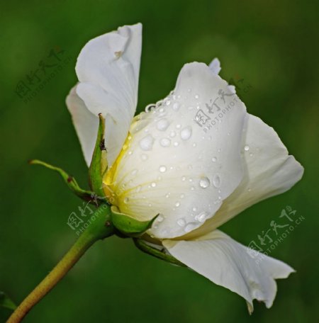 位图植物摄影写实花卉花朵白玫瑰免费素材