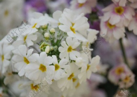 位图植物图案花朵写实花卉小桃花免费素材