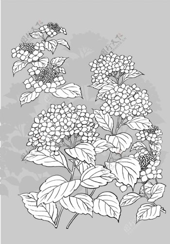 线描植物花卉矢量素材1紫阳花与蜗牛.