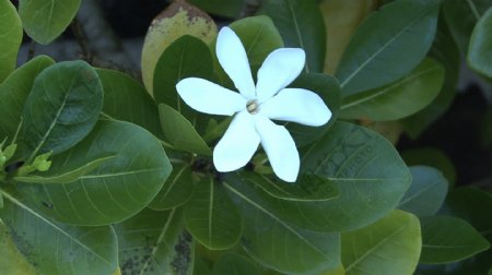 怀特岛热带花卉股票视频