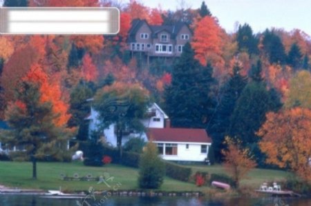 秋天秋季枯木落叶树叶树木枫树枫叶红叶树林风景风光广告素材大辞典