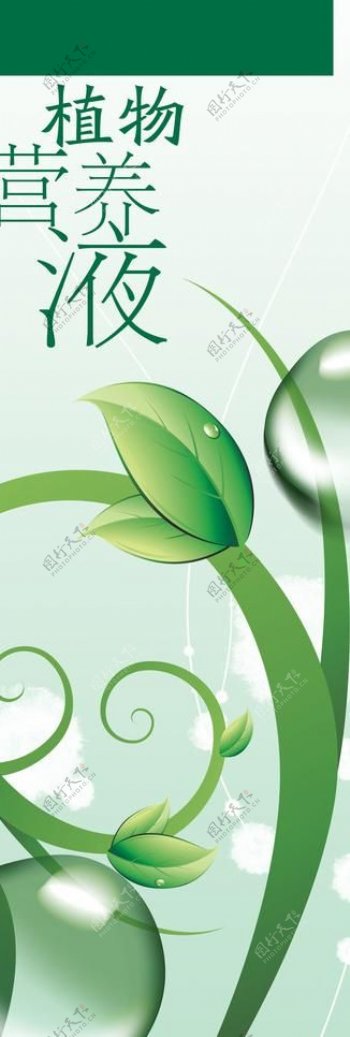 带水珠的绿色植物枝叶宣传画面图片