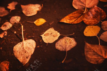 树叶与水滴图片