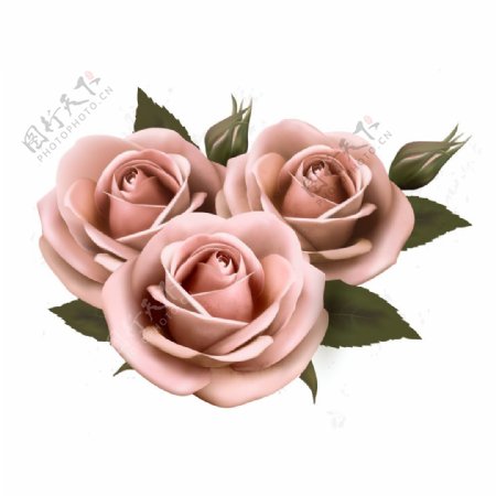 玫瑰花底纹粉色玫瑰透明抠图psd素材