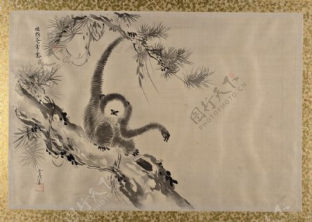 国画猿猴图片