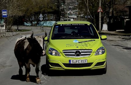 奔驰轿车和驴子图片
