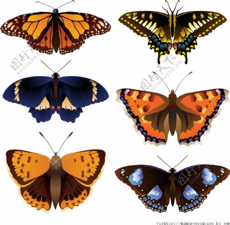 6精美的彩色蝴蝶矢量图形