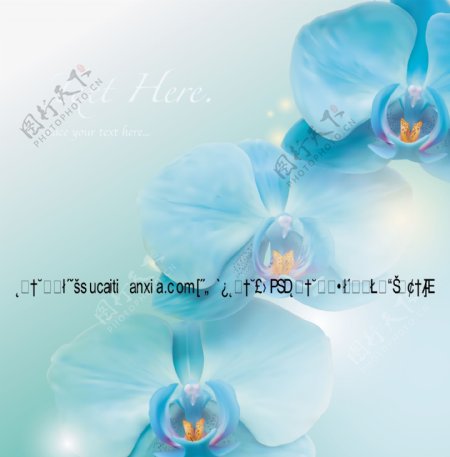 高清写实蝴蝶兰花朵矢量素材