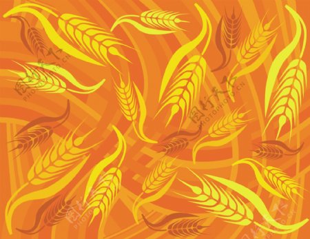 美丽的金色的小麦背景矢量素材