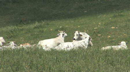 翁布里亚白色的奶牛在牧场2股票的录像