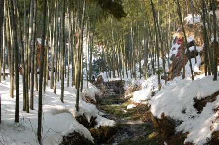 竹海雪景图片