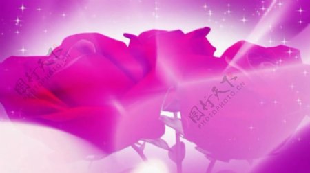紫玫瑰视频素材