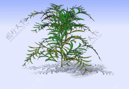 竹子3D模型