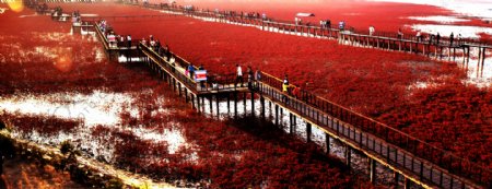 壮观的红海滩湿地图片