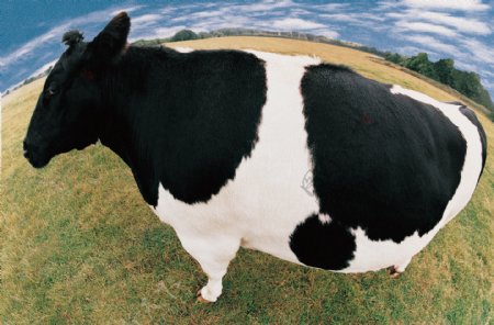 奶牛和草原