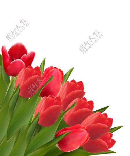红色郁金香花的创意设计矢量