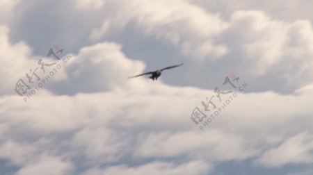 鹰翱翔在蓬松的白云股票视频视频免费下载