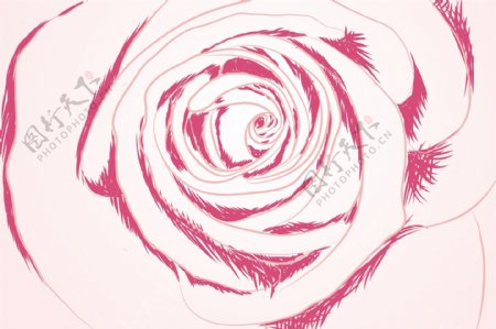 玫瑰的局部矢量素材2