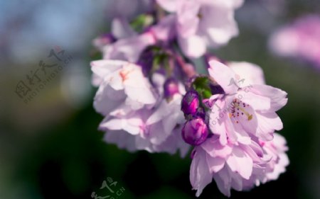 位图植物图案写实花卉花朵小桃花免费素材