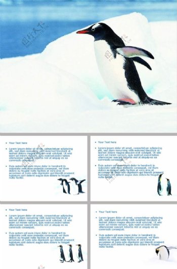 南极企鹅保护动物ppt模板