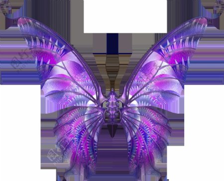 紫色蝴蝶